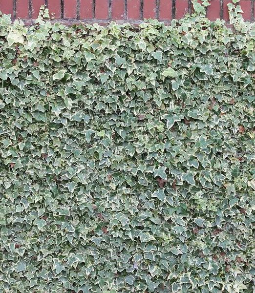 Hedera helix 'Glacier'
